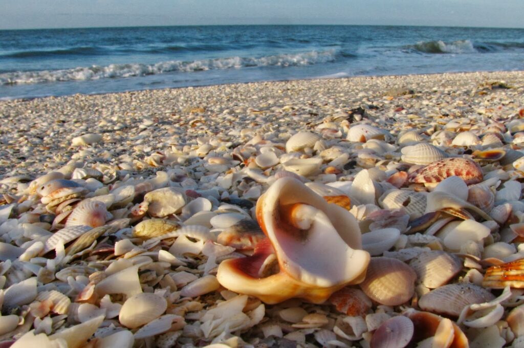Shells at the Sanibel island beaches